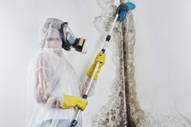 Best Attic Mold Removal  in Valley Stream, NY