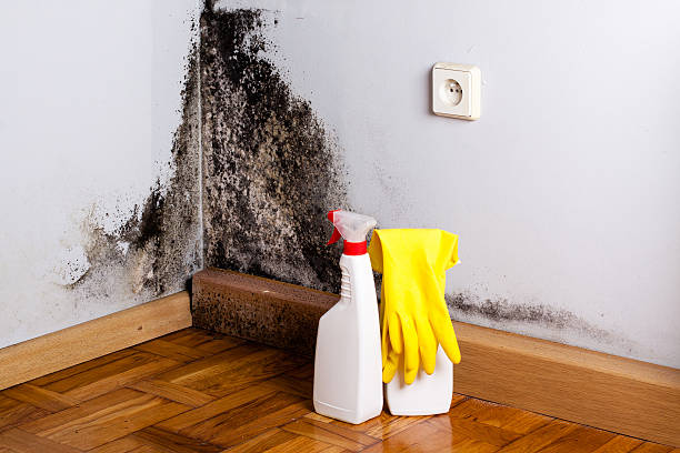 Mold Removal and Inspection in Valley Stream, NY