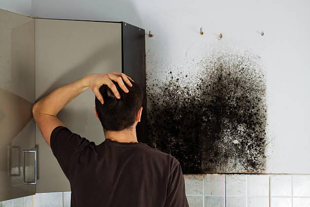 Best Mold Cleaning Services  in Valley Stream, NY